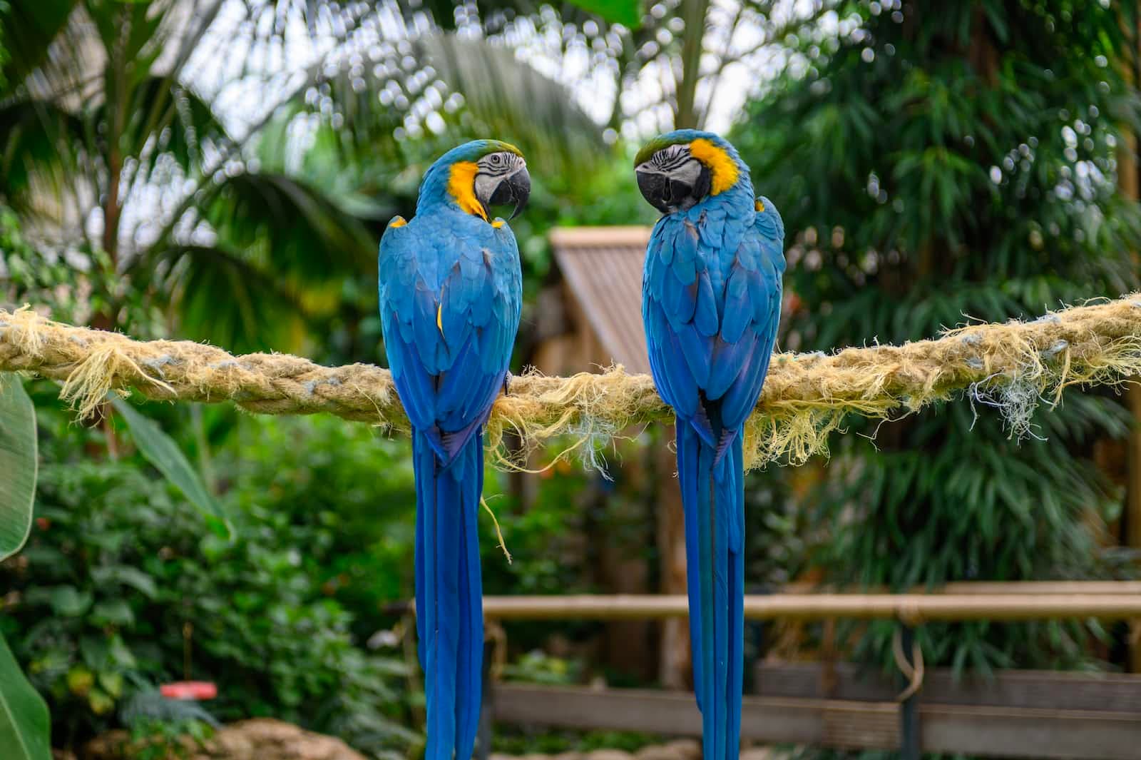The Four Principles of Pair Programming